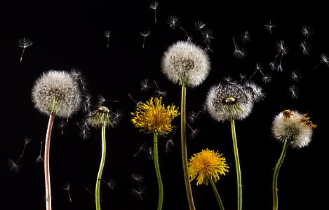 dandelion, flowers, insects, nature, plant, pollination