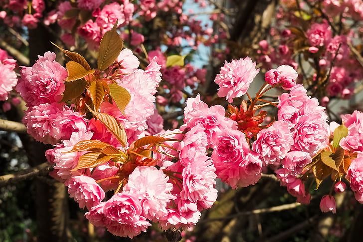 kirsebærtre blomstrer, treet, våren, blomster, blomstrende trær, natur, rosa
