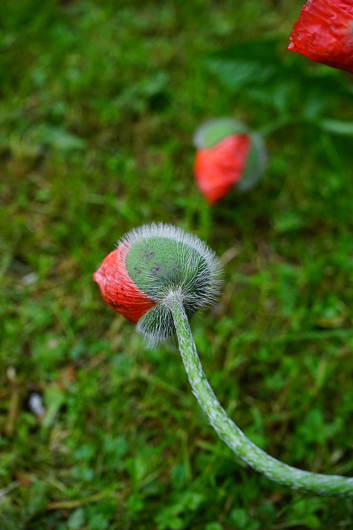 flor de amapola, flores, flor, rojo, Klatschmohn, peludo, Papaver rhoeas