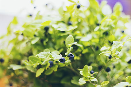 blueberries, fruit, plant, nature, tasty, juicy, raw
