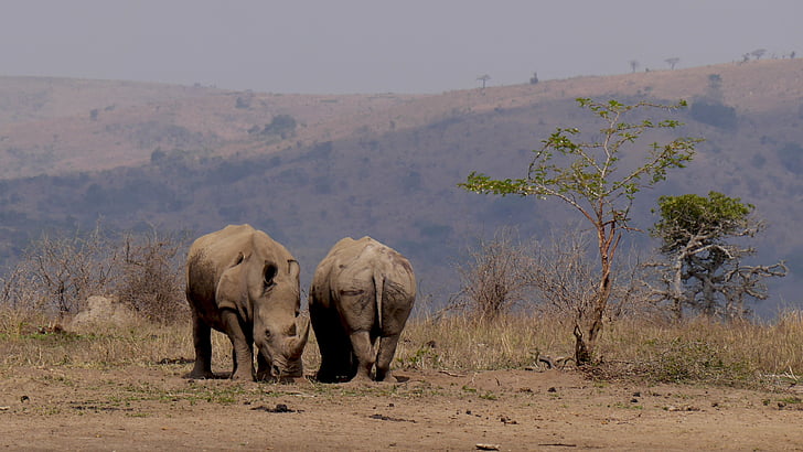 Sudáfrica, Hluhluwe, Rhino, animal salvaje, África, flora y fauna, animales de Safari