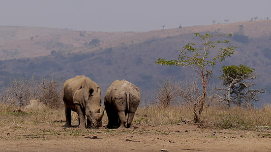 África do Sul, Hluhluwe, Rinoceronte, animal selvagem, África, vida selvagem, animais do Safari