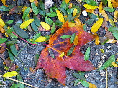 folha, Maple, colorido, folhas, folha vermelha, Outono, folhagem de outono