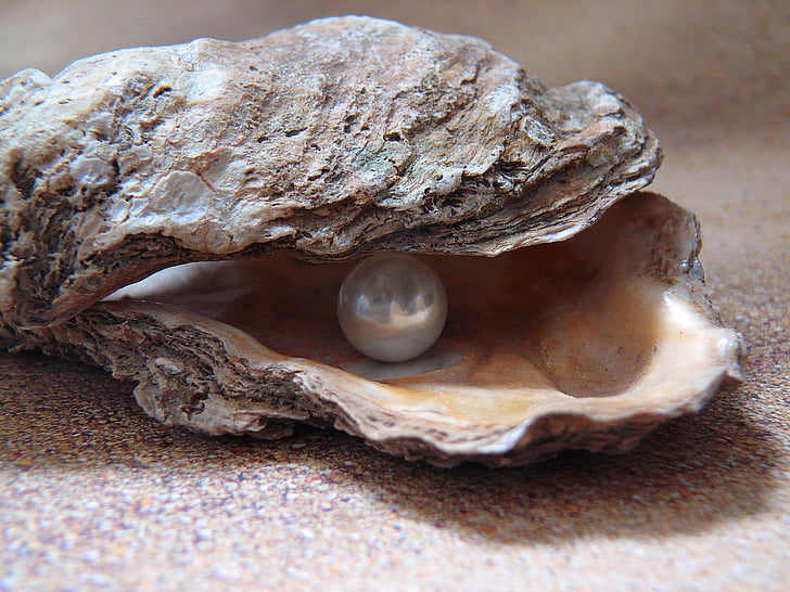 oester, licht, zee, shell, shell parel, natuur, Noordzee