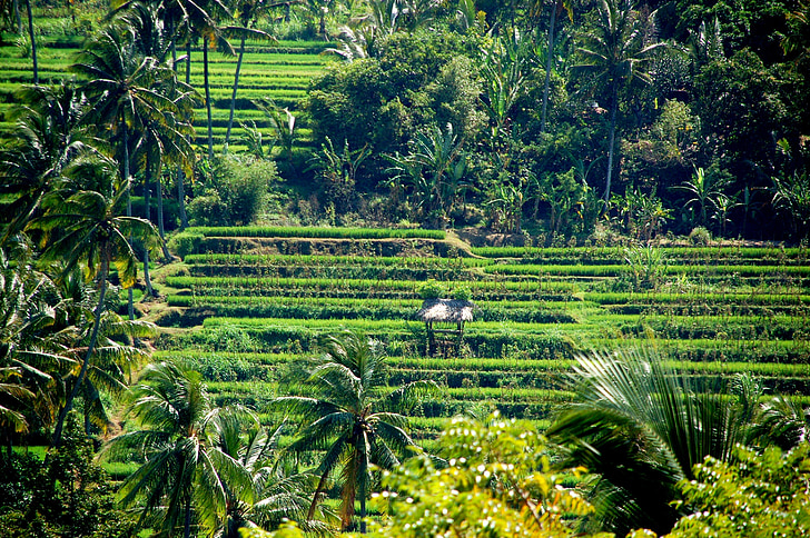 campi di riso, natura, Bali