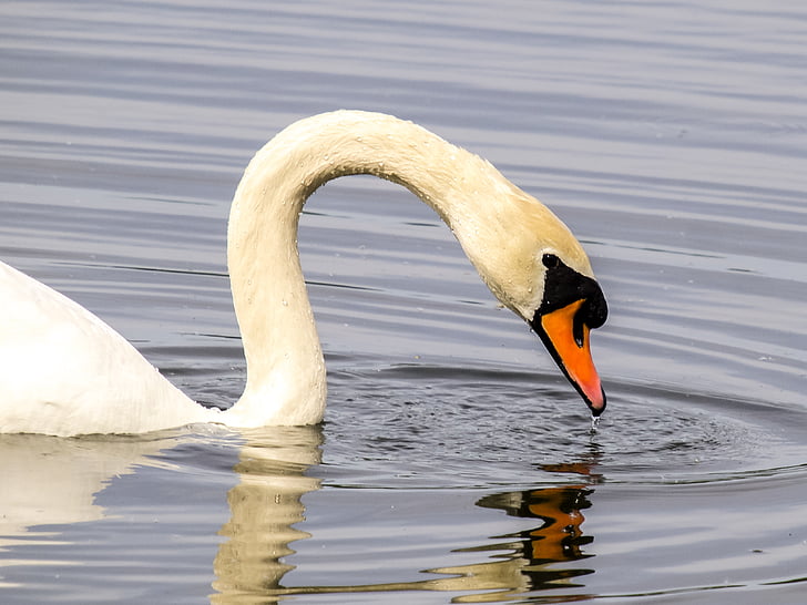 Swan, mute swan, pasăre de apă, pasăre, natura, animale