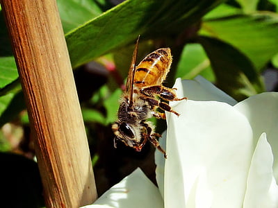 Honeybee, Bee, honning, hage, natur, insekt, gul