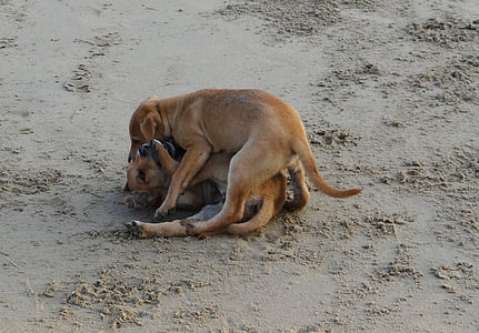 щенок, пляж, песок, игра, домашнее животное, собака, животное