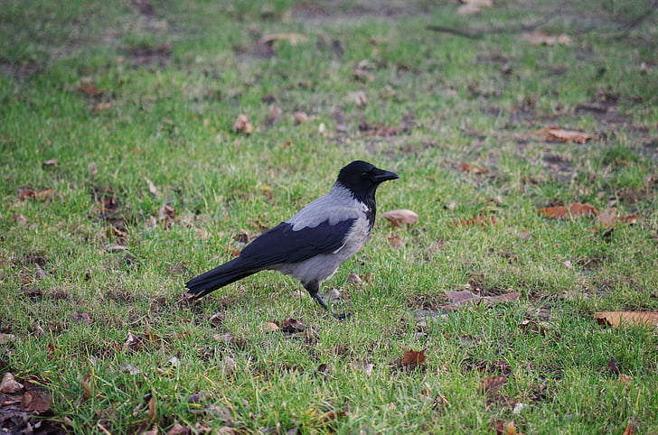 crow, grass, bird, the raven