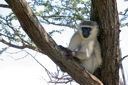 vervet monkey, monkey, animal, seated, tree, african, wildlife
