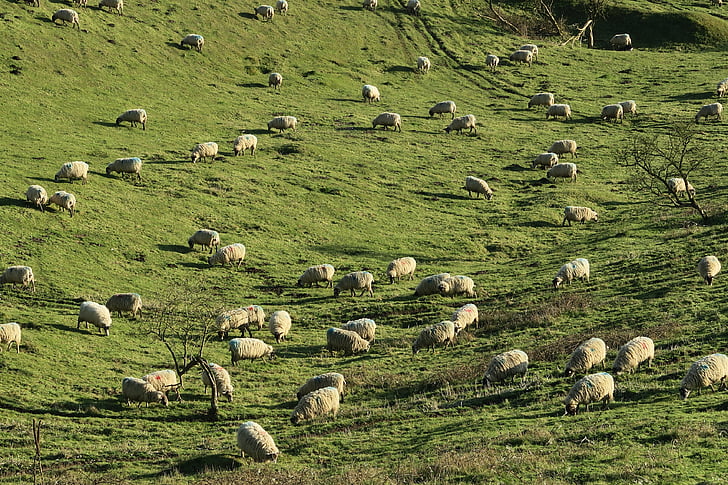 hewan, fotografi, kawanan, domba, hijau, rumput, Highland