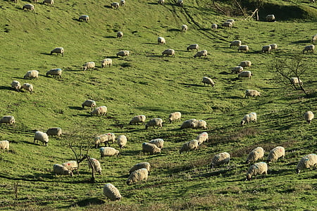 dier, fotografie, kudde, schapen, groen, gras, Highland