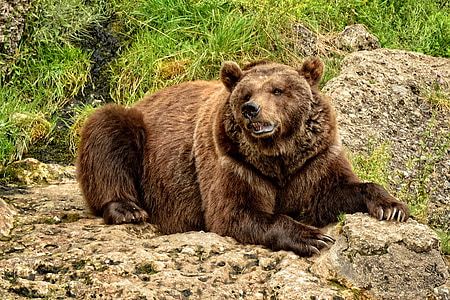 gấu, động vật hoang dã, động vật có vú, động vật ăn thịt, lông thú, đầu, paw