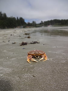 cangrejo, la costa del Pacífico, Isla de Vancouver, Playa, abandonado, Pacífico, naturaleza