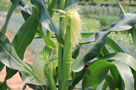corn stalks, corn ears, corn silk, maize, corn, agriculture, green