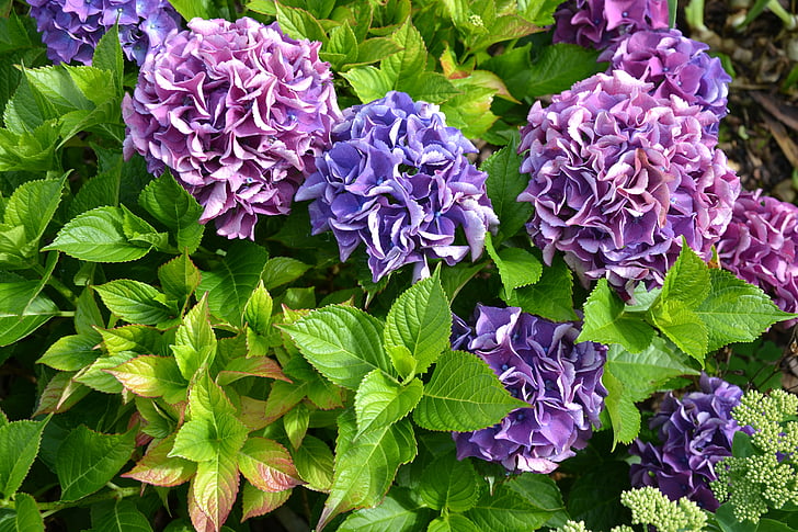 hydrangea, purple, green, autumn, flowers, garden, flower