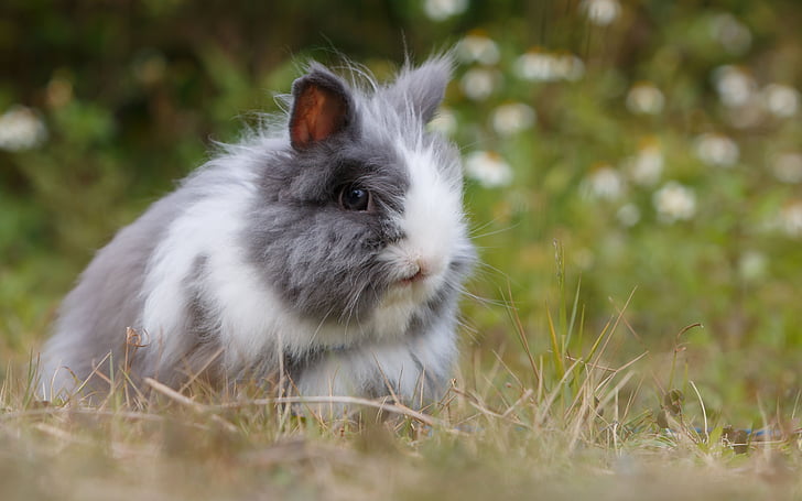 white, grey, rabbit, grass, field, animal, china