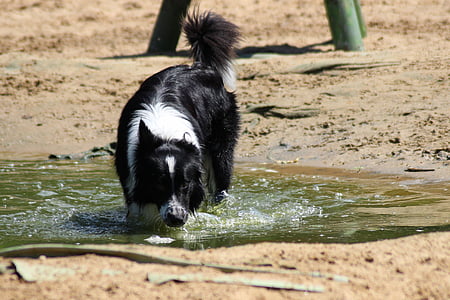 dog, border collie, play, water, drink