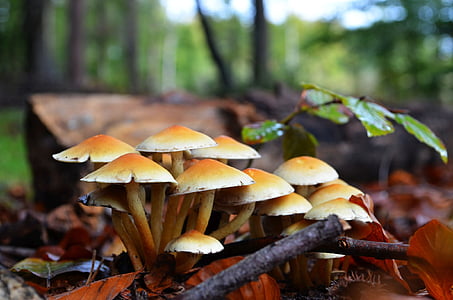 fungus, fall, forest mushrooms, nature, forest