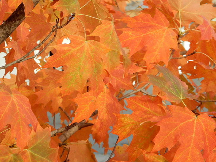 őszi, színek, ropogós