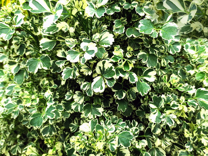 Bush, zielony, roślina, liść, środowisko, naturalne, Natura