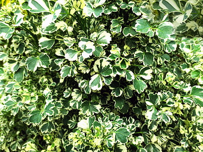 Bush, grøn, plante, blad, miljø, naturlige, natur