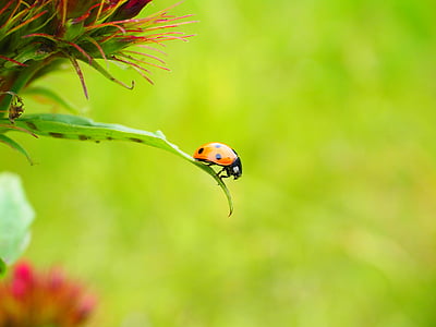 ladybug, coccinellidae, beetle, elytron, siebenpunkt ladybird, siebenpunkt, coccinella septempunctata