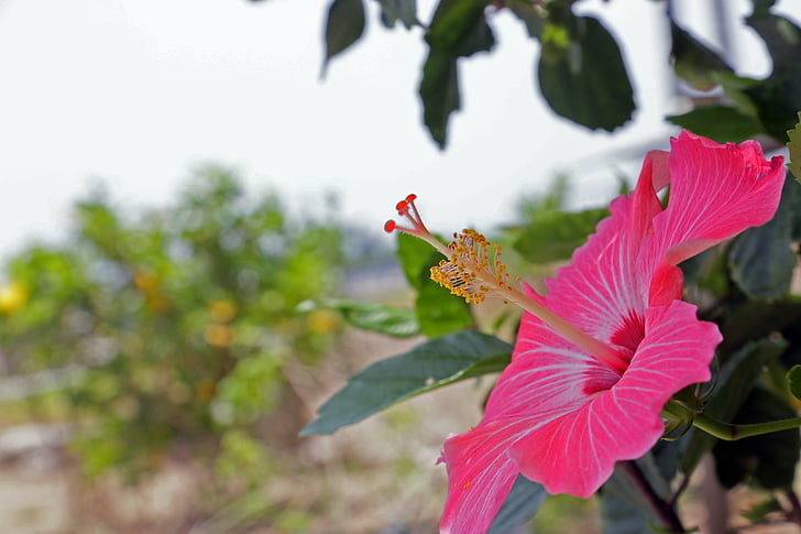 hibiscus, flowers, pink, garden, nature, leaf, plant