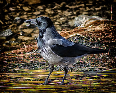 hooded crow, macro, close-up, bird, fly, wings, feather