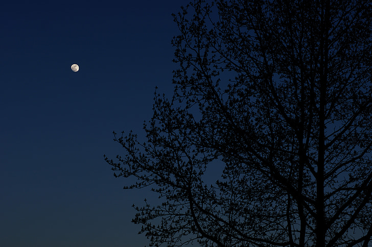 moon, tree, night, sky, nature, dark