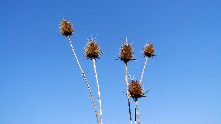 szamárkóró, planta seca, cielo azul, naturaleza