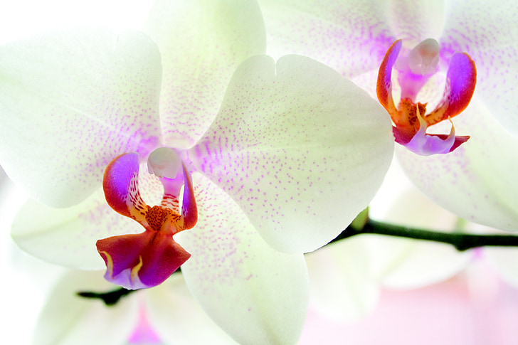 Orchid, blomst, natur, hvite blomster, møll orkidé, anlegget, petal