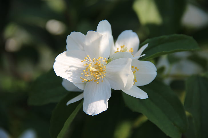 květ, Bloom, bílá, zahrada, závod