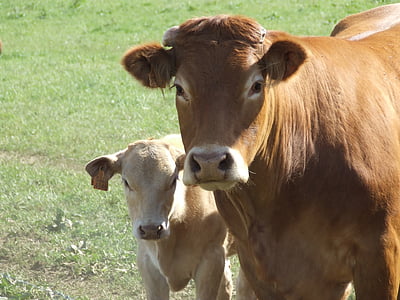 крава, теле, ливада, кафяв, едър рогат добитък, Селско стопанство, ферма