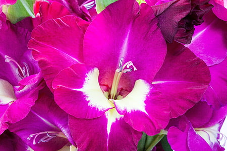gladiolo, flor de espada, Iridaceae, violeta, floración, naturaleza, flora