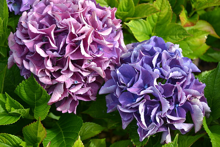 hortenzija, Violeta, zaļa, rudens, ziedi, dārza, puķe