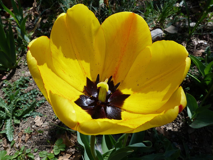 blomma, makro, Tulip, gul, trädgård, naturen, våren