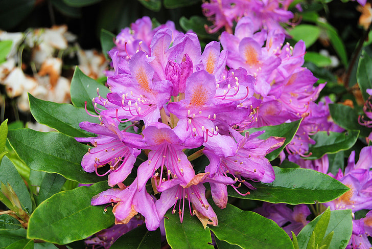 Rhododendron, fleurs, Shurb, Evergreen, Bush, rhododendron de genre, nature