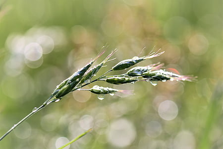 трева, ливада, дъждовна капка, природата, Грийн, Треви, острието на трева