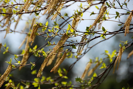 Birch, cabang, catkins tergantung, serbuk sari, pohon, tekstur, musim semi