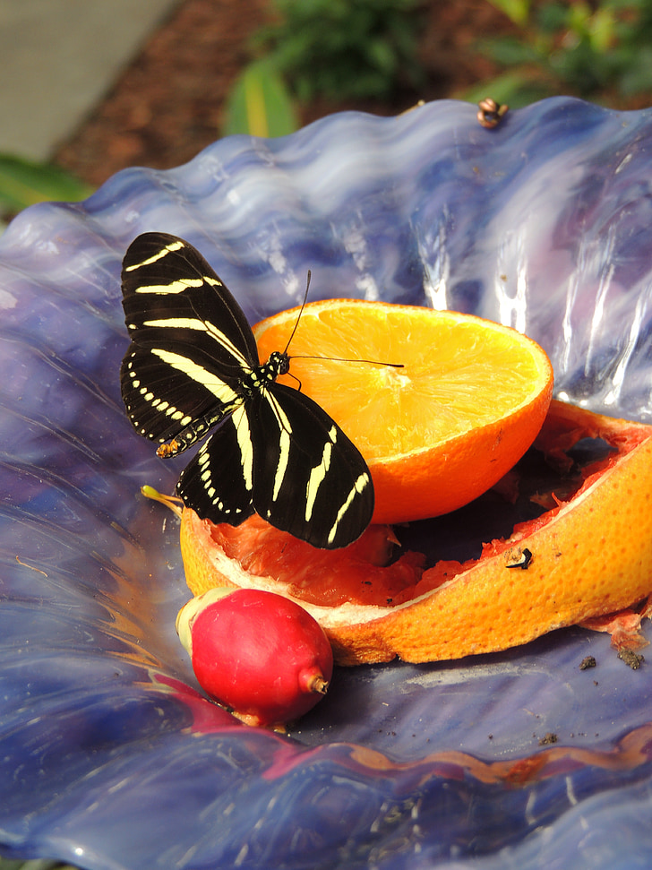 taronja, papallona, insecte, ala, vida silvestre, error, brillant