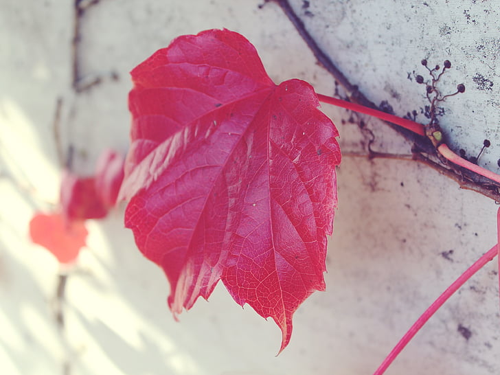 Leaf, sarkana, sienas, rudens, sarkano lapu, rudenī zaļumiem, daba