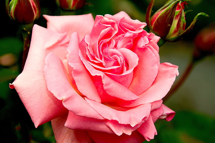 slējās, zieds, Bloom, rozā, floribunda, daba