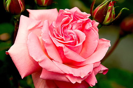 tõusis, õis, Bloom, roosa, floribunda, loodus