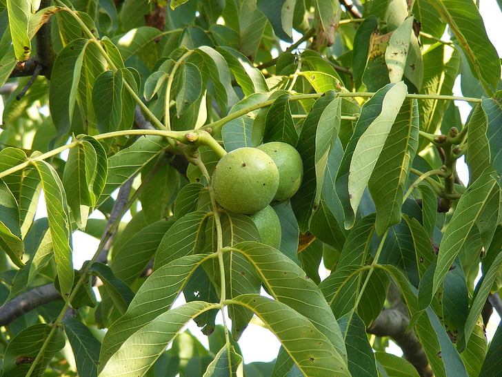 Грін, незрілі, лист, дерево, незрілі, волоські горіхи, фрукти
