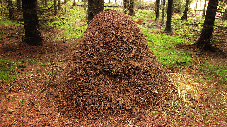 insects, forest, the anthill