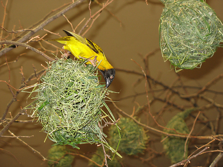 bird, bird's nest, bird builds nest, zoo, animal Nest, nature