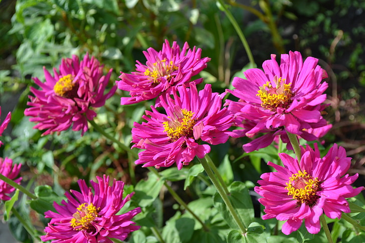 flower, garden, autumn, nature, plant, summer, petal
