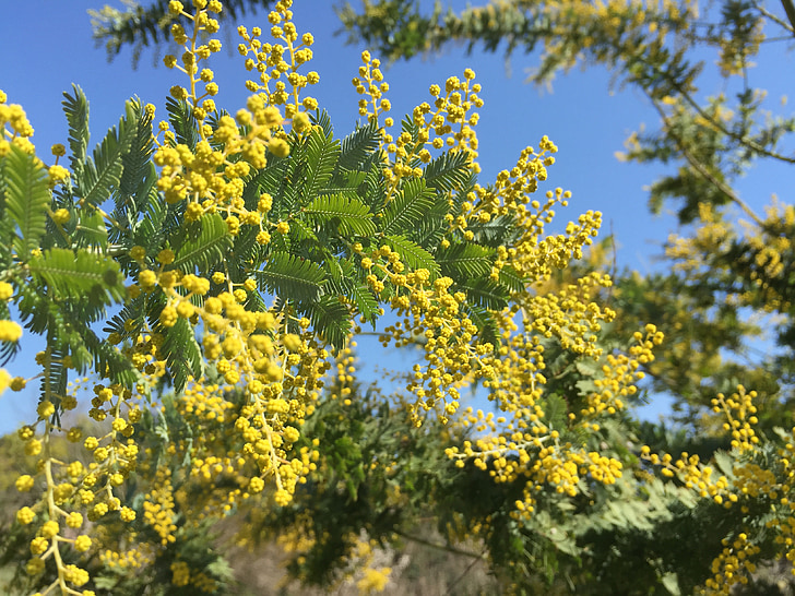 Mimosa akasia, Akasia, bunga kuning, bunga musim semi, alam, kuning, bunga