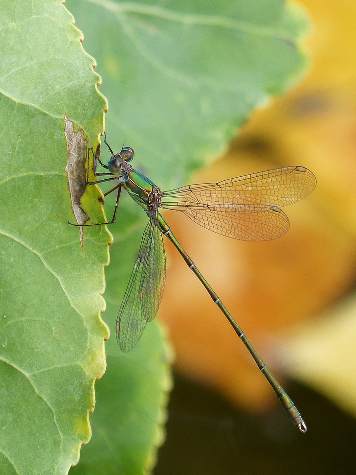dragonfly, green dragonfly, leaf, winged insect, calopteryx xanthostoma